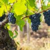 Le Pinot Noir d'Alsace : découvrez les meilleurs prix et conseils pour choisir le vin parfait !