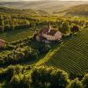Découvrez la route des vins d'Alsace : guide ultime